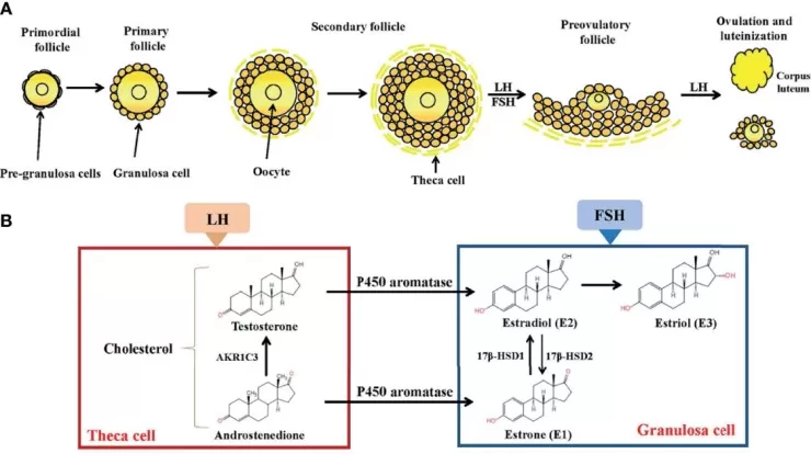 Folliculogenesis and follicular estrogen synthesis showing steroidogenic pathway from cholesterol to estradiol in ovarian follicle cells